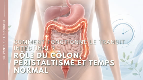 Comment fonctionne le transit intestinal  Rôle du côlon, péristaltisme et temps normal - Herboristerie Sensathé